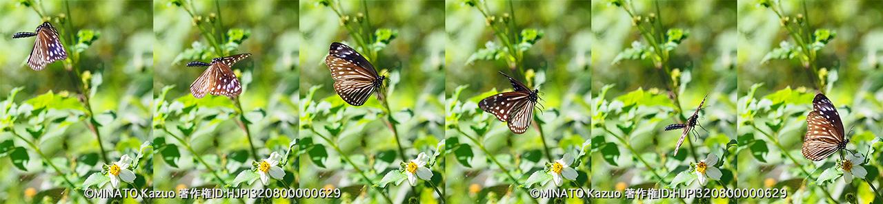 ツマムラサキマダラ雌