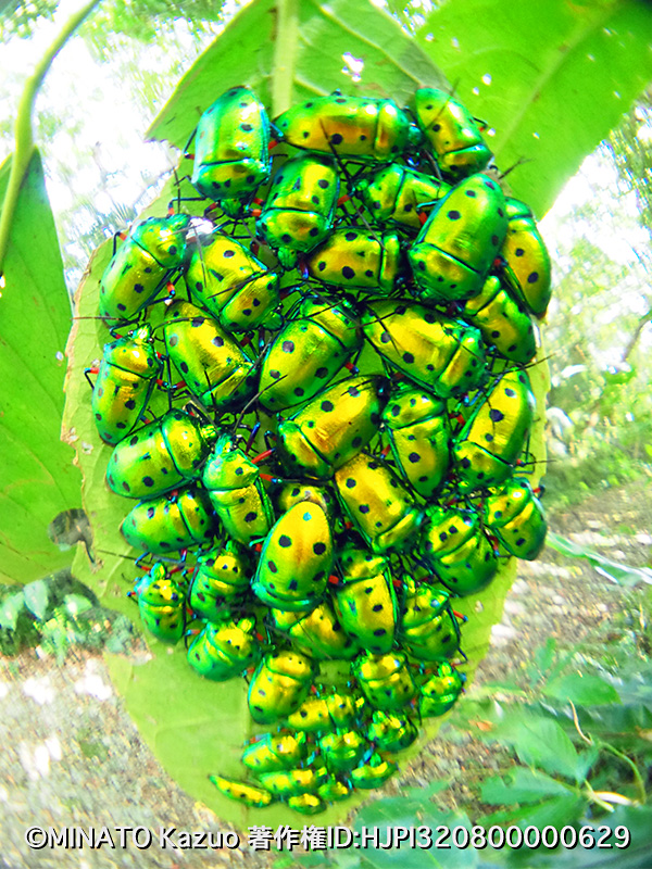 ナナホシキンカメムシ越冬集団