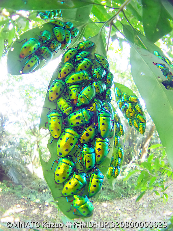 ナナホシキンカメムシ越冬鵜集団