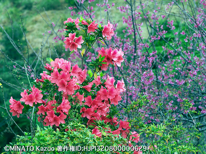 カンヒザクラとケラマツツジ