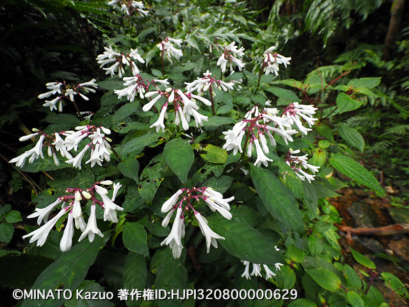 サツマイナモリ