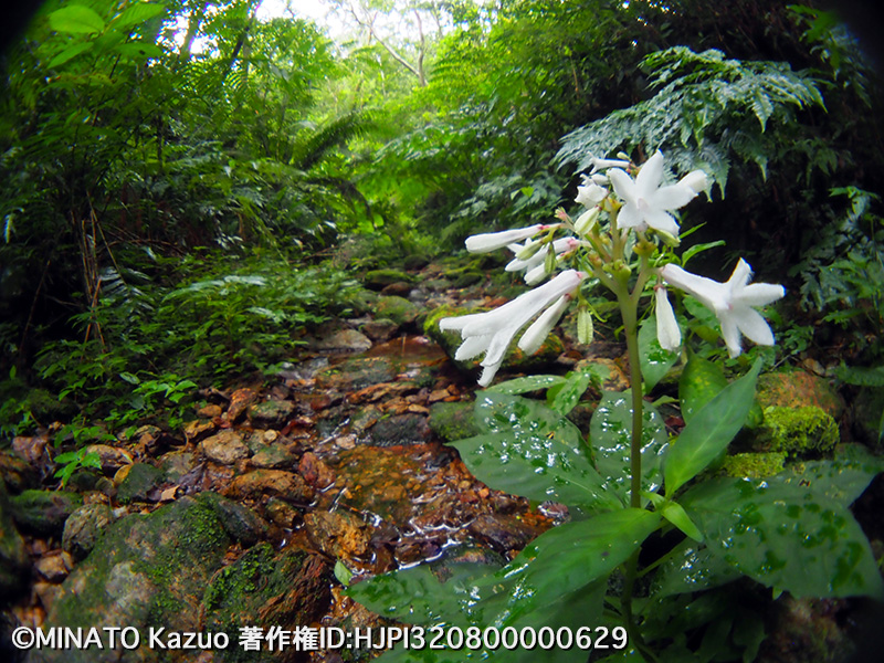 サツマイナモリ