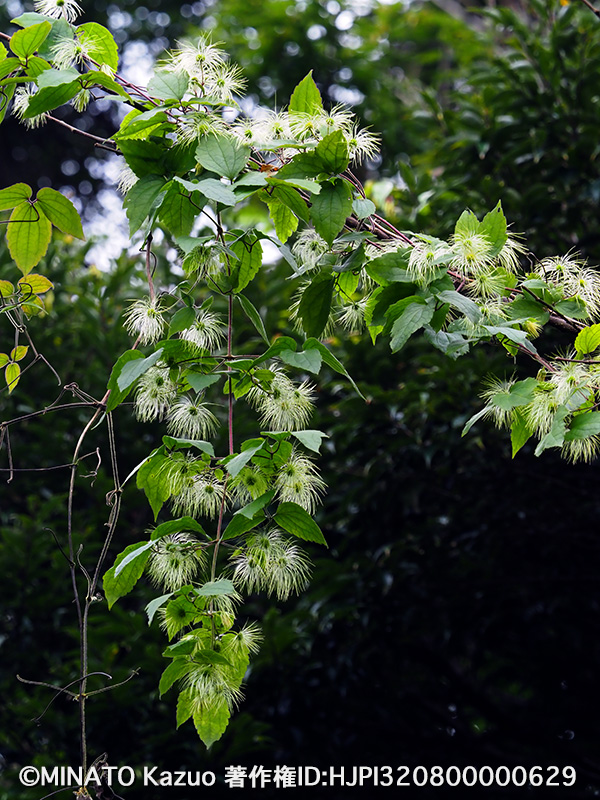 ビロードボタンヅル