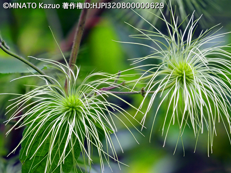 ビロードボタンヅル