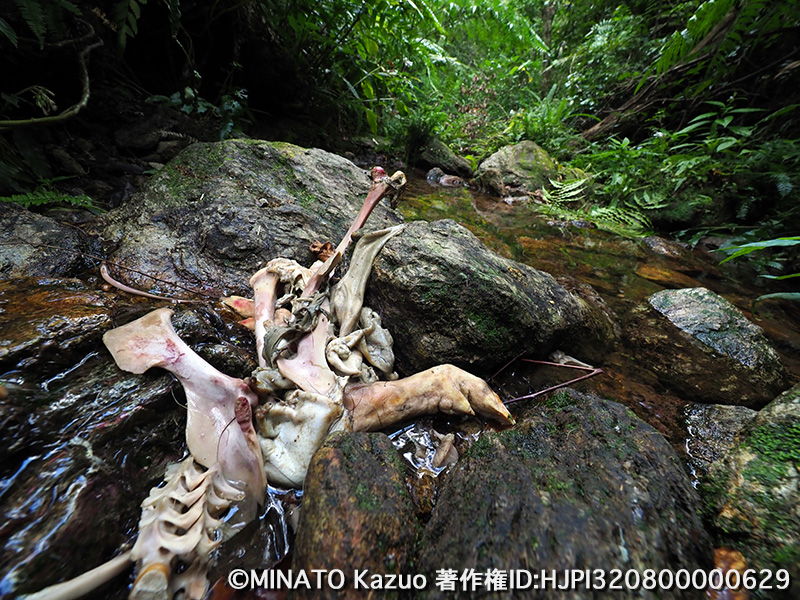 リュウキュウイノシシ