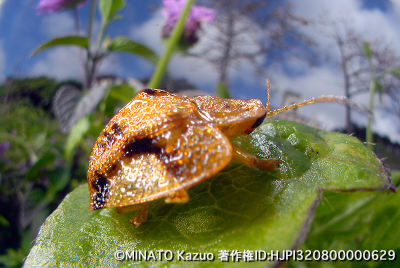 ヨツモンカメノコハムシ