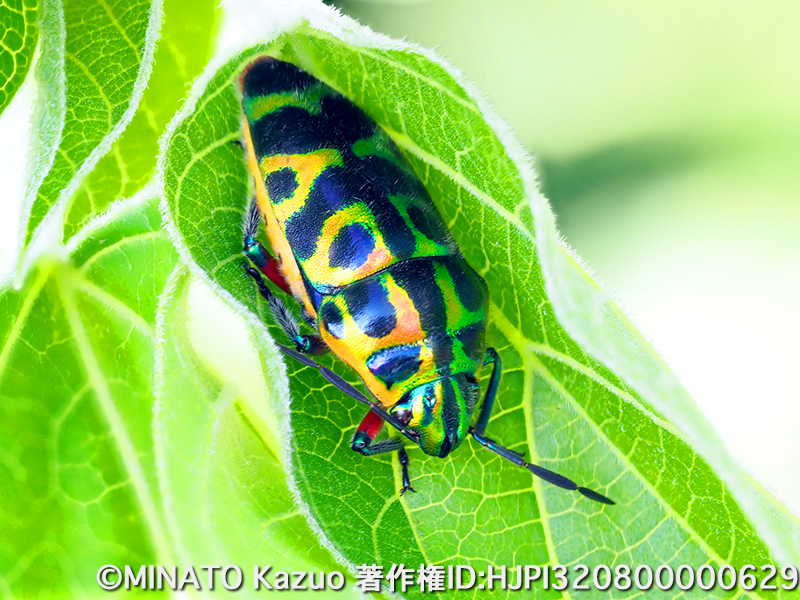 ラデンキンカメムシ