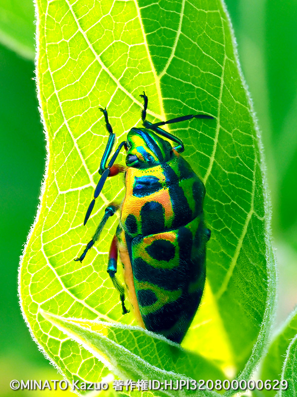 ラデンキンカメムシ