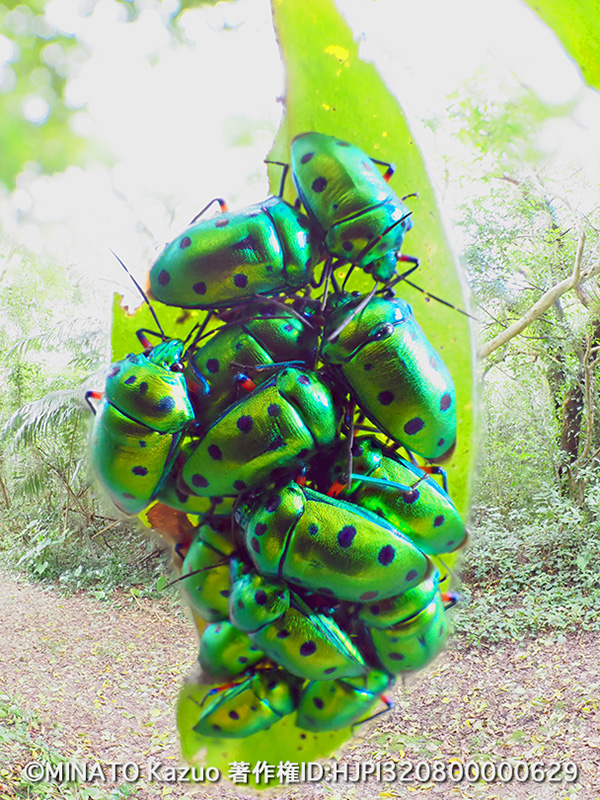 ナナホシキンカメムシ越冬集団