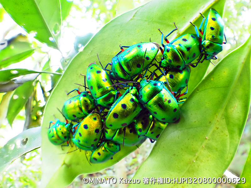 ナナホシキンカメムシ越冬集団