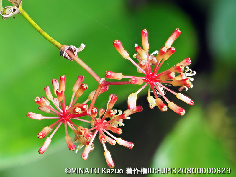 サツマサンキライ