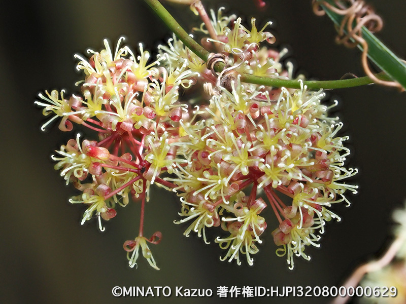 サツマサンキライ