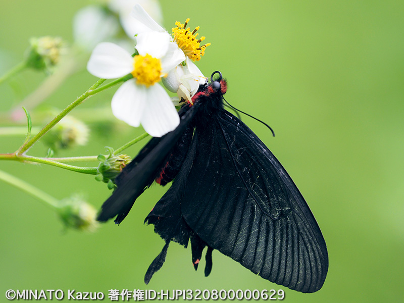 ジャコウアゲハ