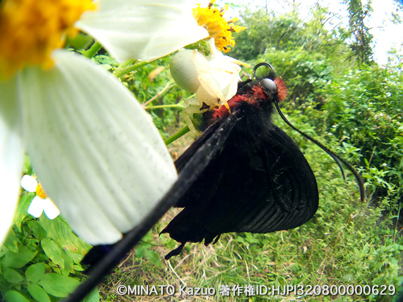 アマミアズチグモ