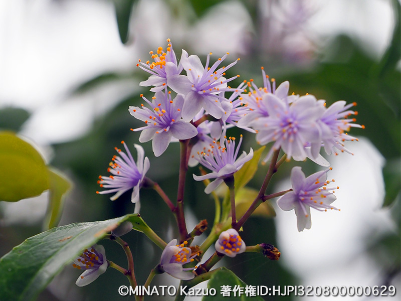 アオバナハイノキ