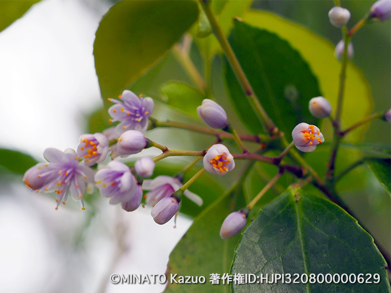 アオバナハイノキ