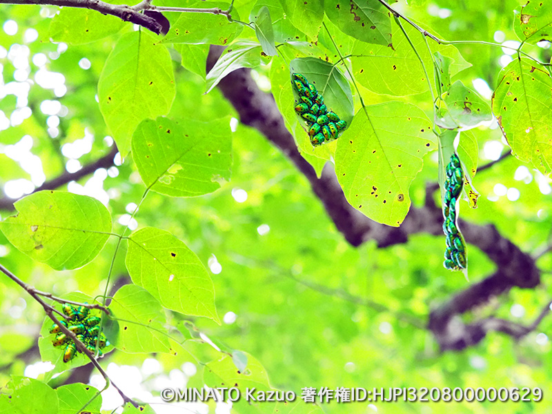 ナナホシキンカメムシ