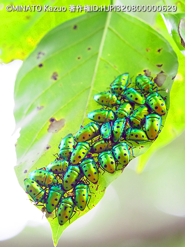 ナナホシキンカメムシ