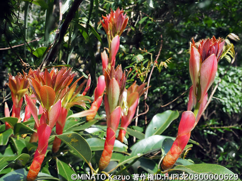 タブノキ芽吹き