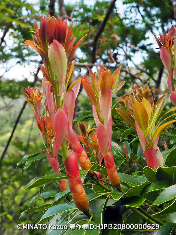 タブノキ芽吹き