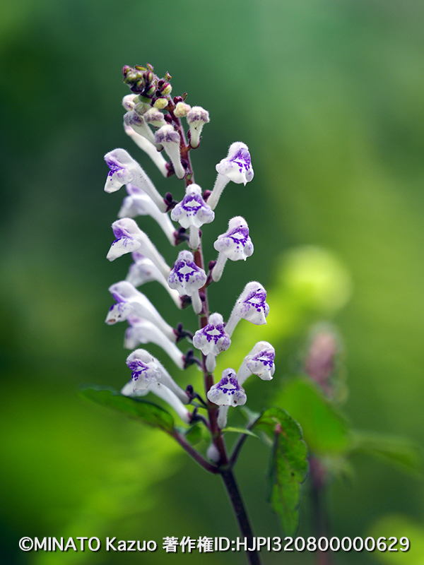 アカボシタツナミソウ