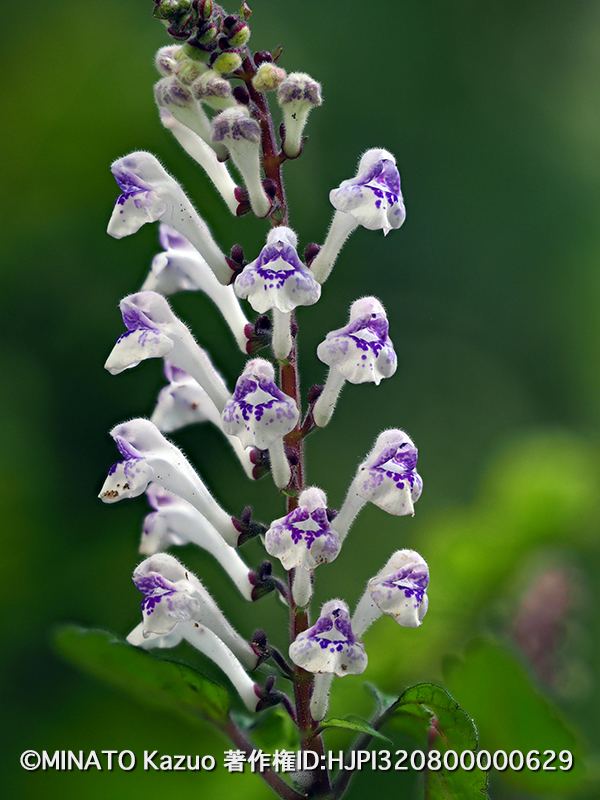 アカボシタツナミソウ