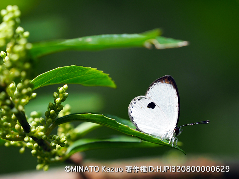 リュウキュウウラボシシジミ
