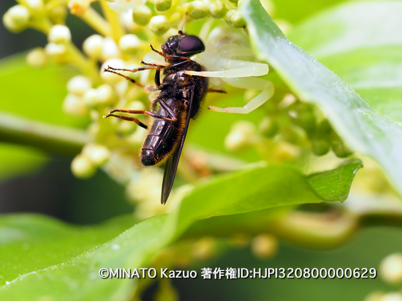 ハナアブの一種