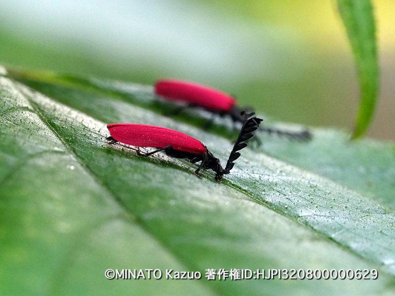 オオシマカクムネベニボタル