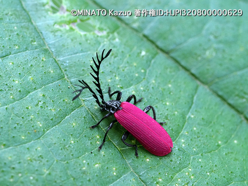 オオシマカクムネベニボタル