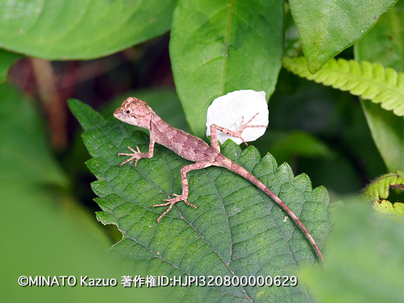 オキナワキノボリトカゲ