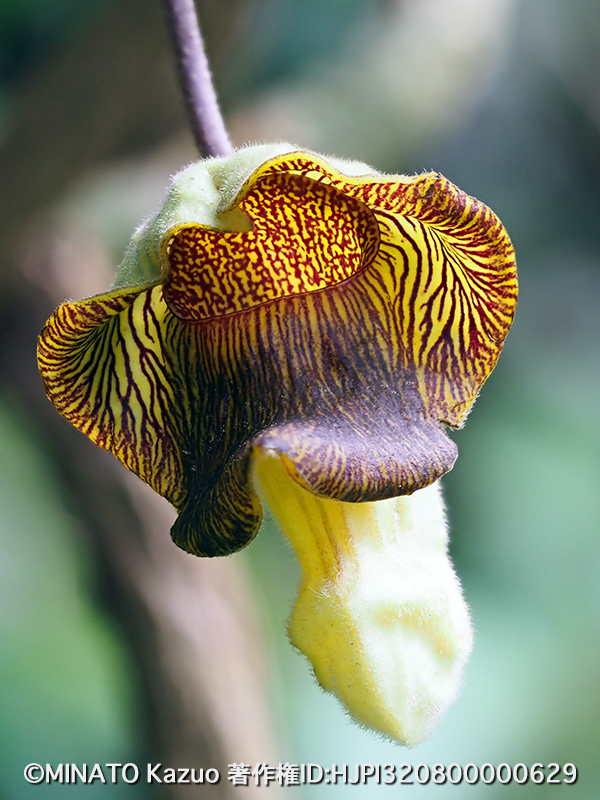 リュウキュウウマノスズクサ