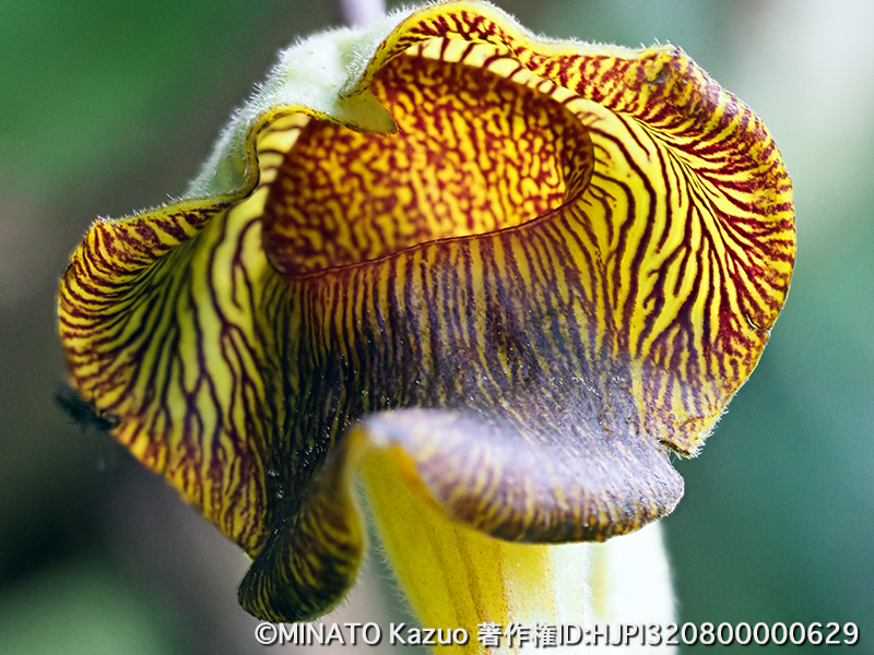 リュウキュウウマノスズクサ