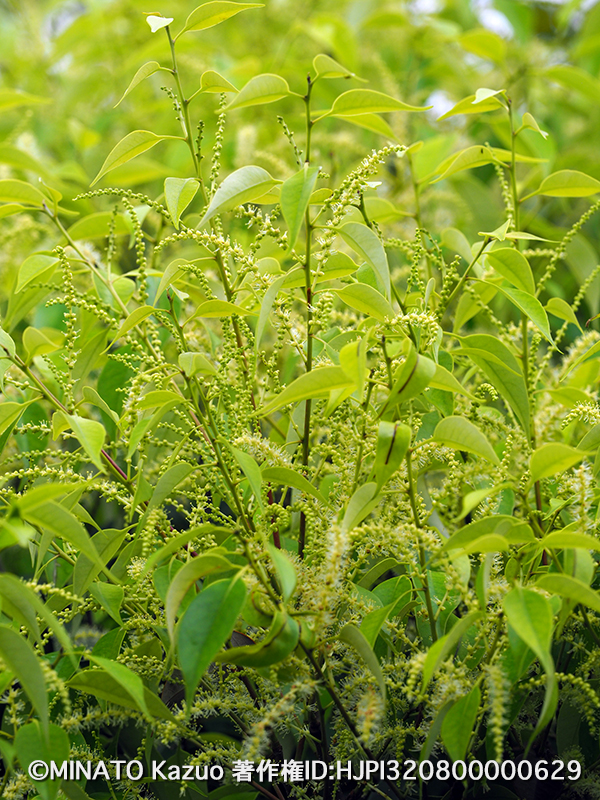 スダジイ花と蕾