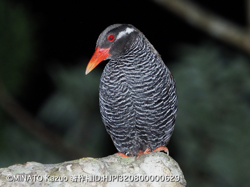 ヤンバルクイナ