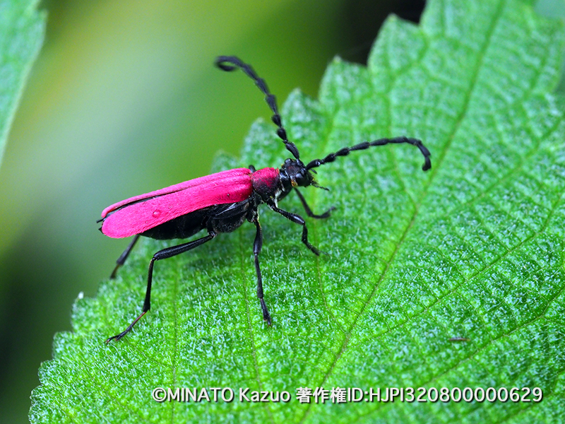 アマミアカハネハナカミキリ