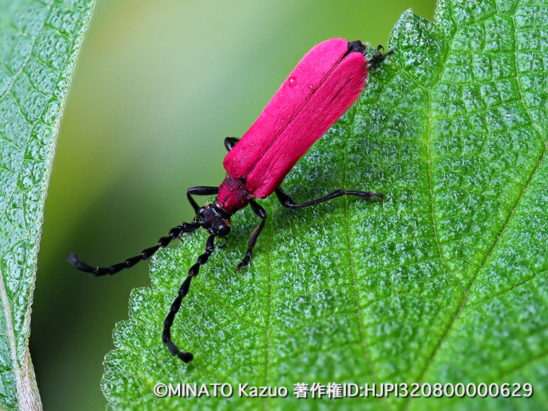 アマミアカハネハナカミキリ