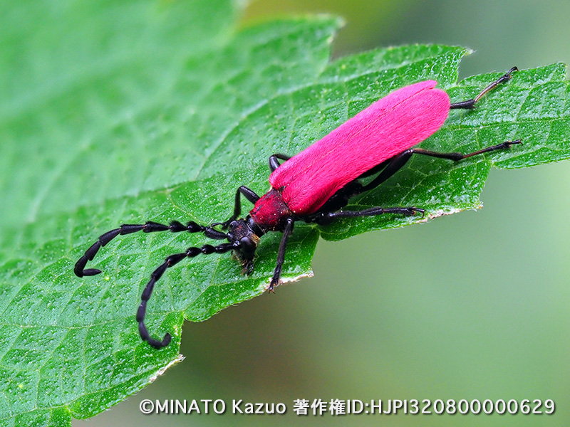 アマミアカハネハナカミキリ