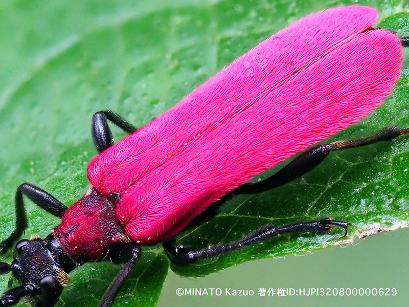アマミアカハネハナカミキリ