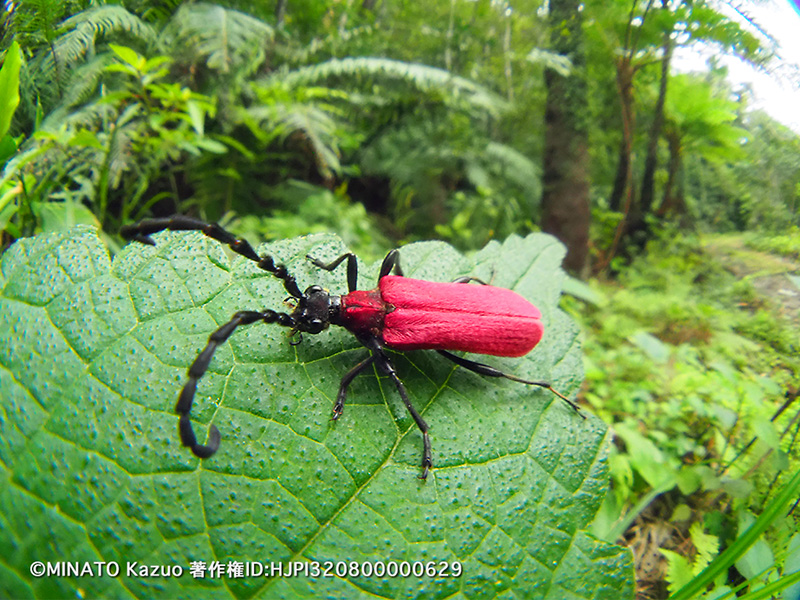アマミアカハネハナカミキリ