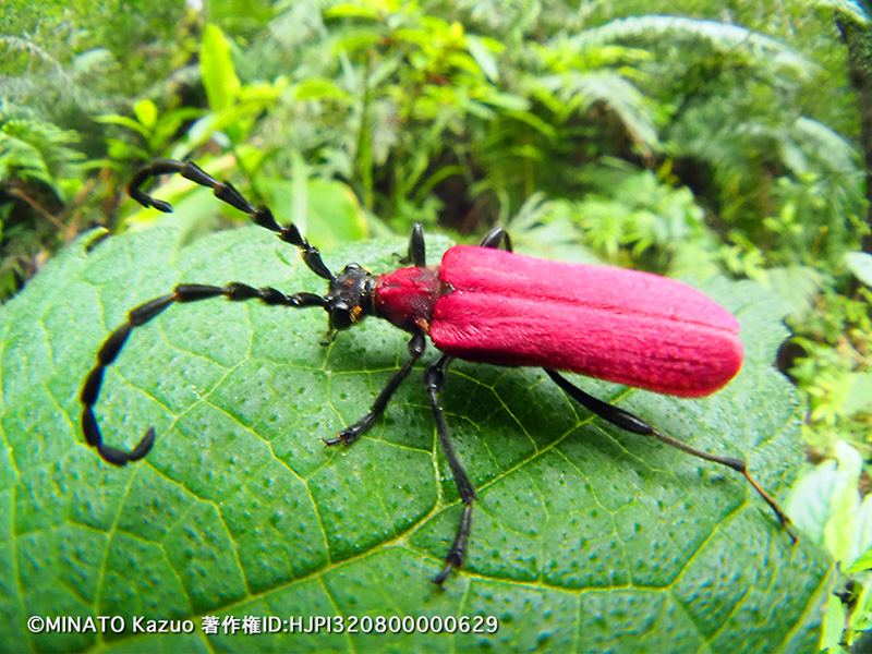 アマミアカハネハナカミキリ