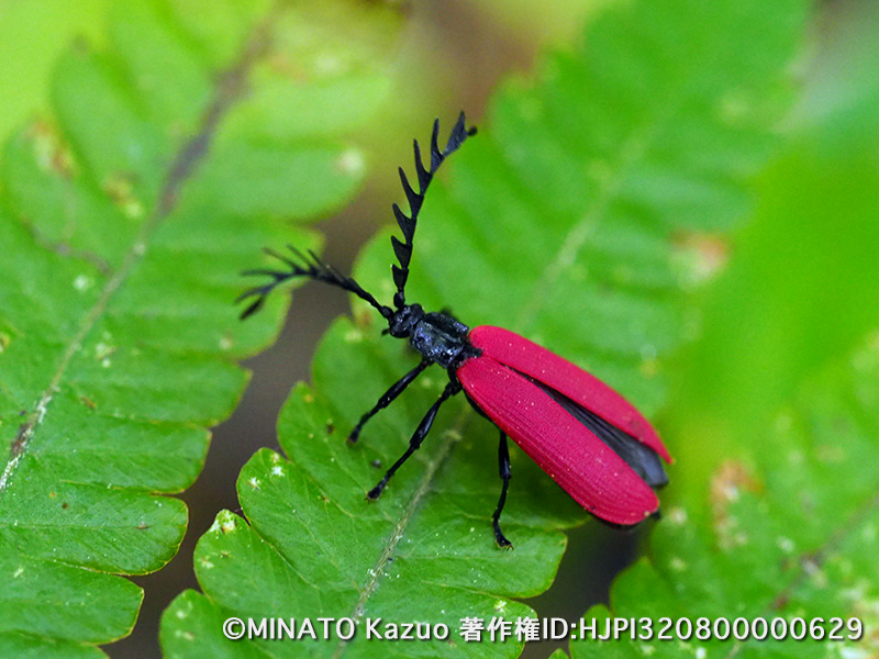 ベニボタルの一種