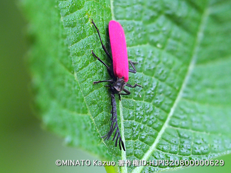 ベニボタルの一種
