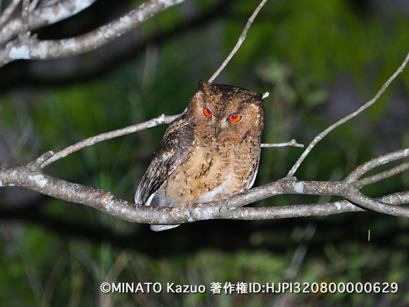 リュウキュウオオコノハズク