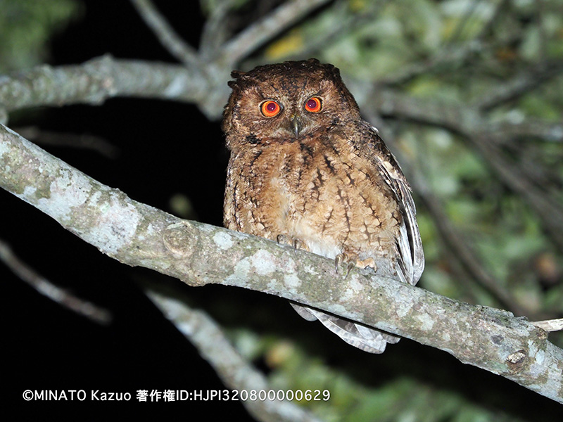 リュウキュウオオコノハズク