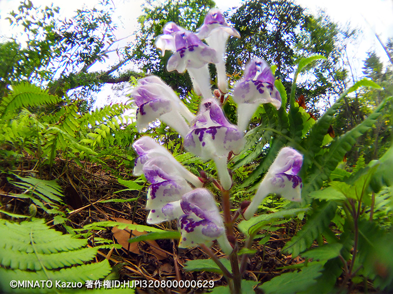 アカボシタツナミソウ