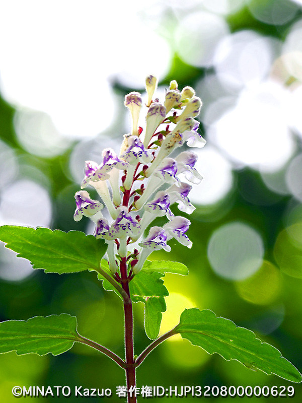 アカボシタツナミソウ