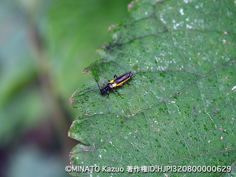 アマミオオメコバネジョウカイ