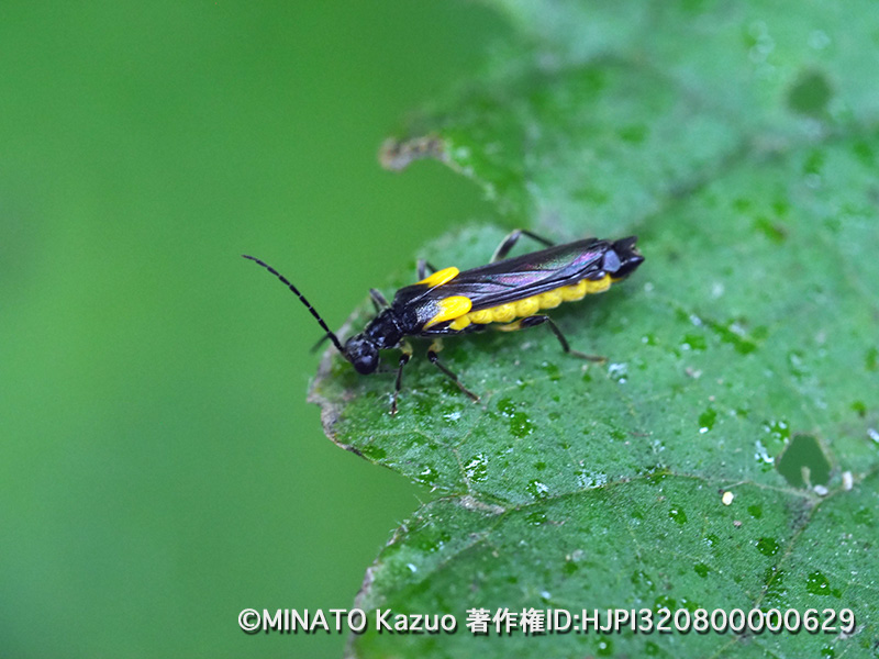 アマミオオメコバネジョウカイ