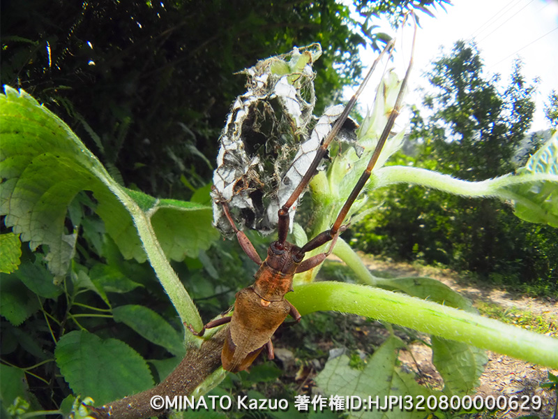 オオシマヤハズカミキリ